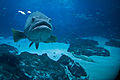 Georgia Aquarium with a Fisheye.jpg