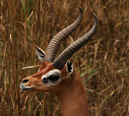 Close-up view of a male. Note the white facial markings and the lyre-shaped horns.