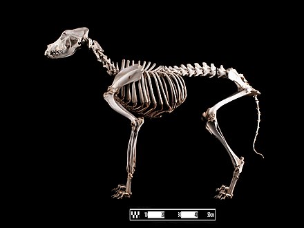 Skeleton in the Museum of Veterinary Anatomy of São Paulo, Brazil