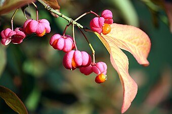 Future Plants By Randy Stewart Barberry