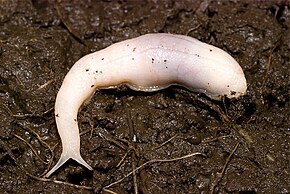 A Ghost_Slug_adult.jpg kép leírása.