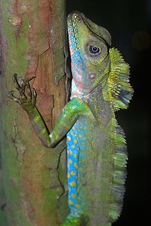 Giant Forest Dragon (Gonocephalus grandis) (8741731328) .jpg