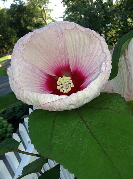 File:Giant Hibiscus (8).JPG