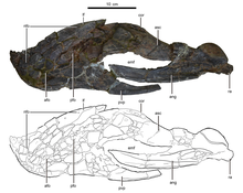 Lower jaw of the holotype Gigantoraptor lower jaw (left side).png