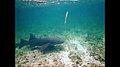 Ginglymostoma cirratum (nurse shark) & Echeneis neucratoides (whitefin sharksucker) (San Salvador Island, Bahamas) (16003867049).jpg