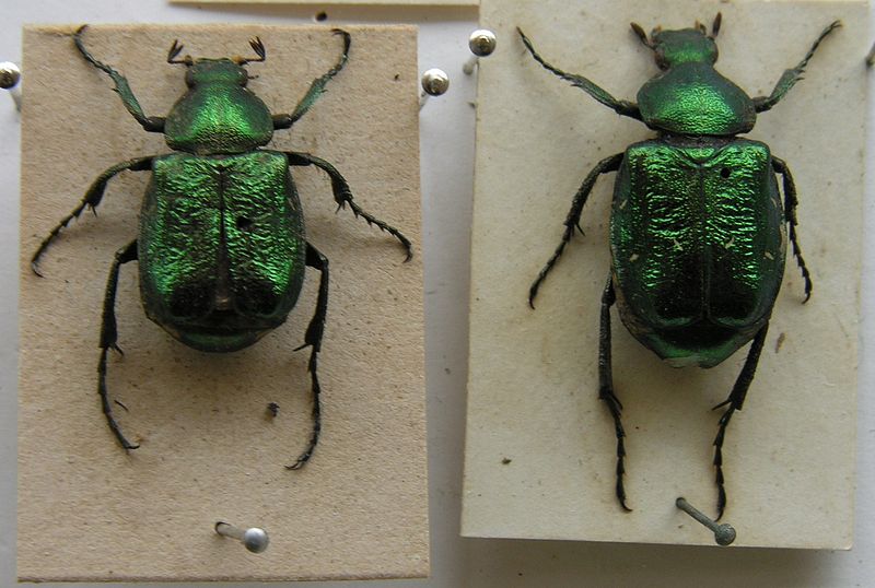 File:Gnorimus nobilis.JPG