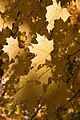 Golden leaves.jpg