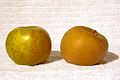 Golden russet apple.jpg