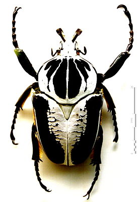 Goliath beetle (Goliathus regius) Klug, 1835