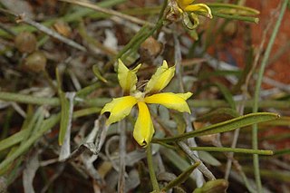 <i>Goodenia fascicularis</i> Species of plant