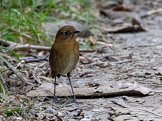 <span class="mw-page-title-main">Sierra Nevada antpitta</span> Species of bird