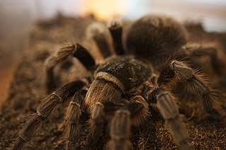 <i>Grammostola alticeps</i> Species of spider