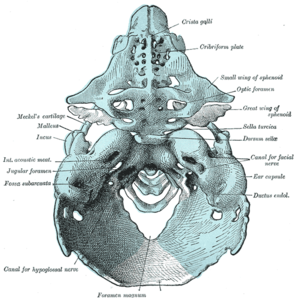 Neurocranium - Wikipedia