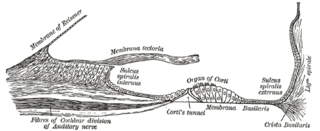 <span class="mw-page-title-main">Spiral ligament</span> Fibrous cushion located in the inner ear in humans