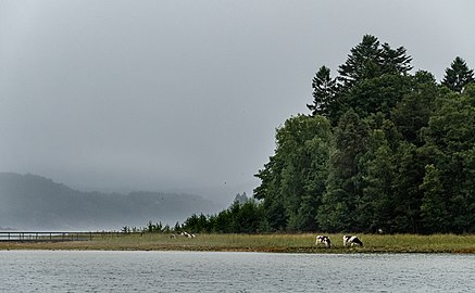 Grazing cows in the rain