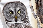 Thumbnail for File:Great Grey Owl face.jpg