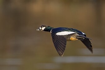 Green pygmy-goose (Nettapus pulchellus) in flight Kakadu.jpg