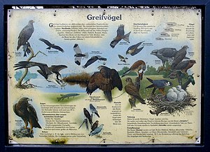 Greifvogel Wikipedia