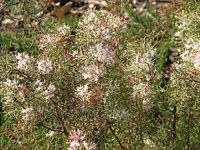 Beschreibung des Bildes Grevillea_levis.jpg.