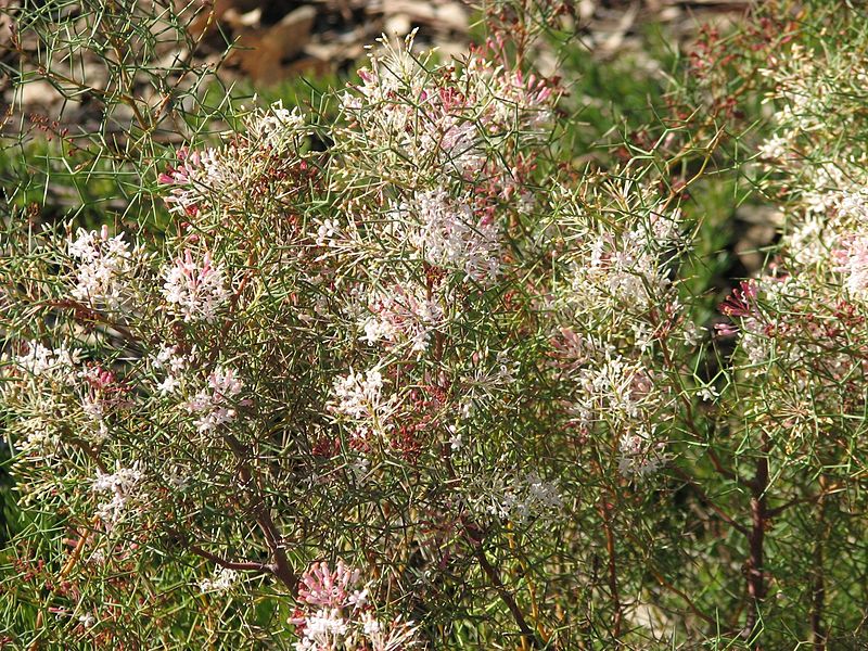 Grevillea levis.jpg