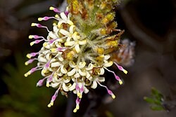 Grevillea rudis P4 - 51324518150.jpg