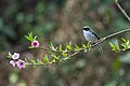 * Nomination Grey Bushchat ('Saxicola ferreus ) in Nepal. By User:Mildeep --Nirmal Dulal 17:17, 7 March 2024 (UTC) * Promotion  Support Good quality. --Plozessor 05:49, 10 March 2024 (UTC)