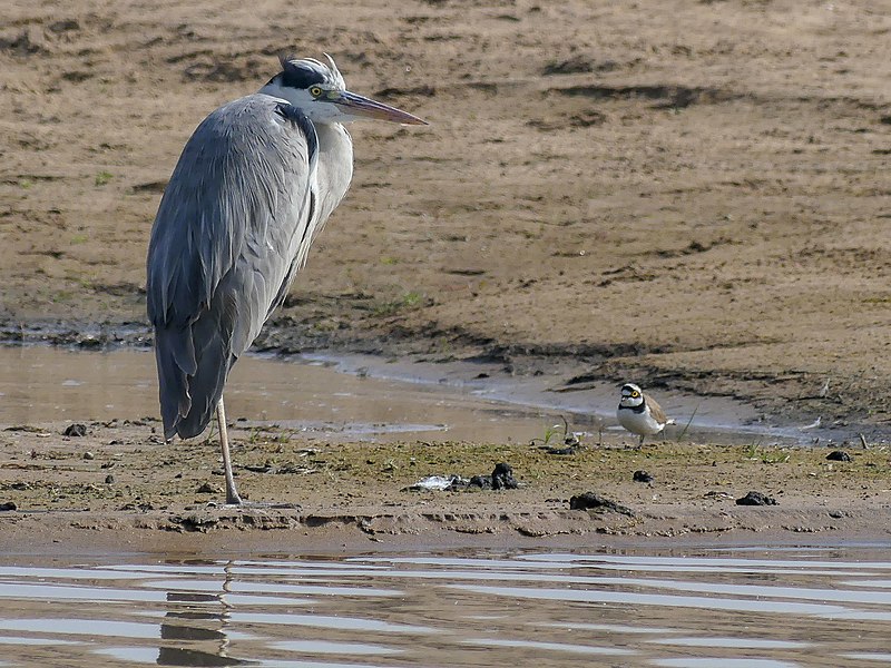 File:Grey Heron and Little Ringed Plover (43792844534).jpg