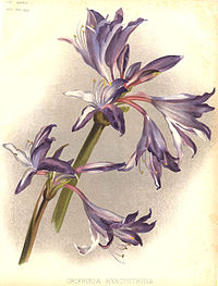 Griffinia hyacinthina