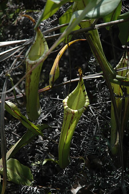 ไฟล์:Gunung Murud logging road N. fusca.jpg