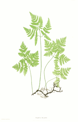 Metsäimarre (Gymnocarpium dryopteris)