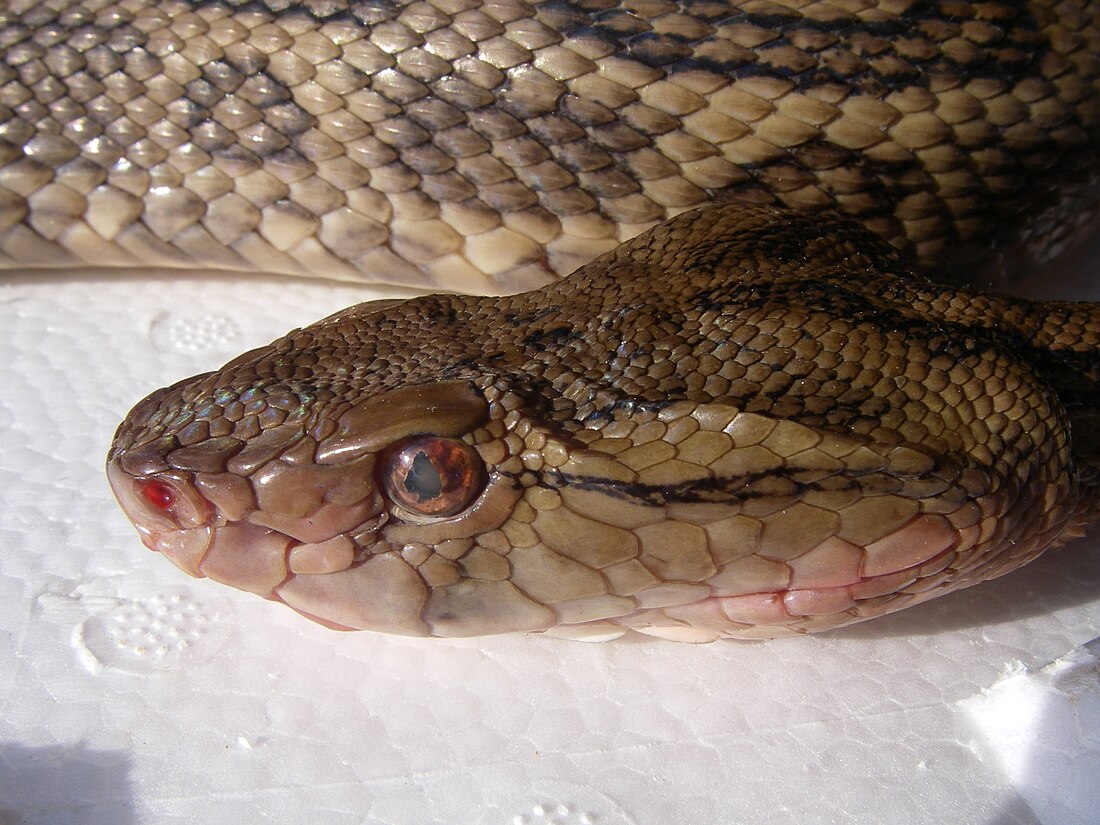 Protobothrops