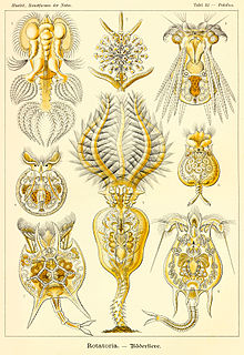 Haeckel Rotatoria.jpg