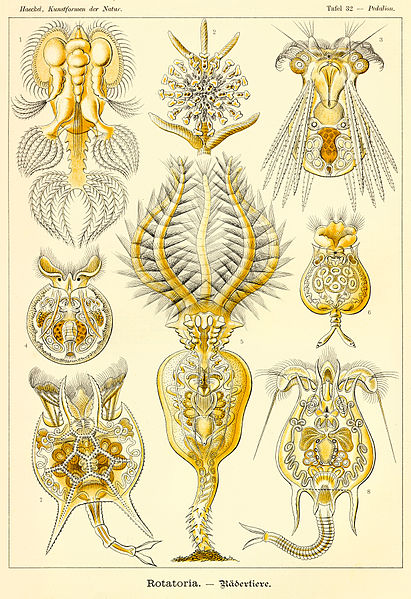 File:Haeckel Rotatoria.jpg