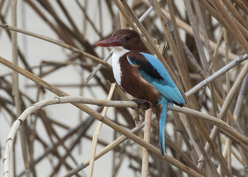 File:Halcyon smyrnensis - White-throated kingfisher 02.jpg