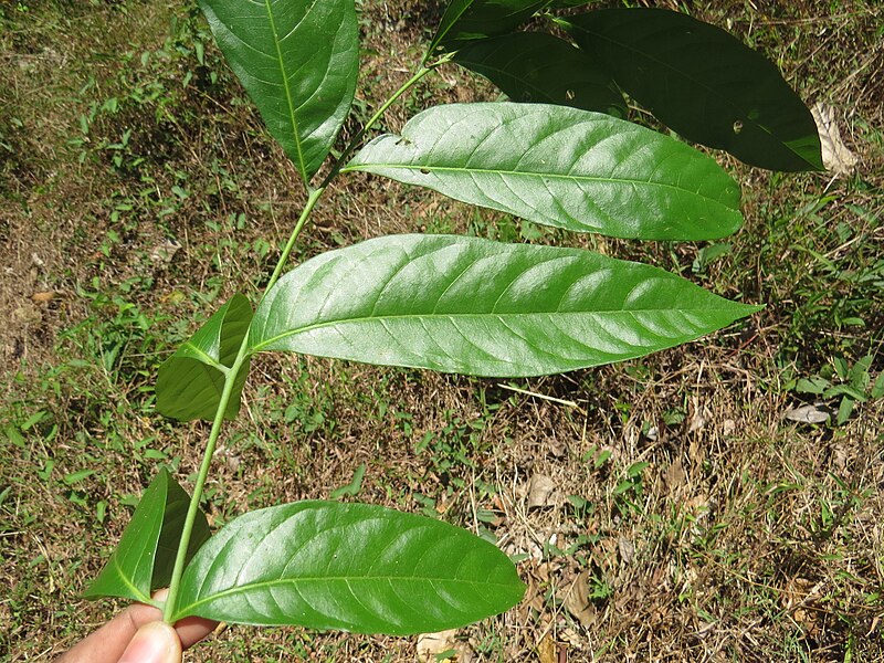 File:Harpullia arborea at Makutta (12).jpg