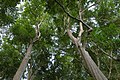 Tán rừng thường xanh nhiệt đới, quần đảo Andaman