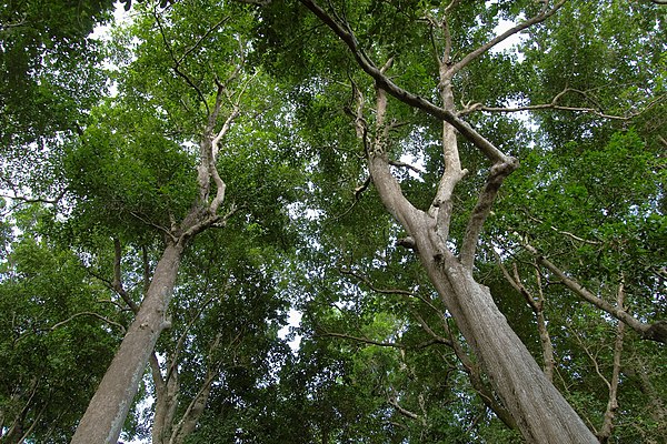 Canopy of tropical evergreen forest, Andaman Islands