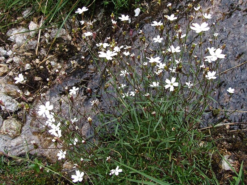 File:Heliosperma quadritentatum a2.jpg