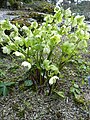 Helleborus odorus