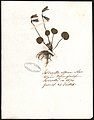Herbier réalisé par Jean-Claude Royé-Belliard lors de son voyage dans les Alpes, 1835 (15).jpg
