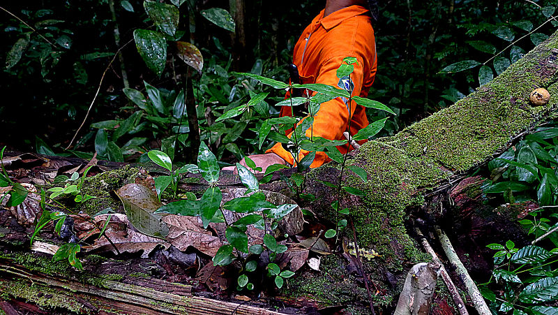 File:Herpetacanthus sp., Acanthaceae, Atlantic forest, northern littoral of Bahia, Brazil (15899735930).jpg