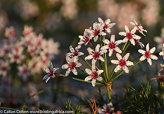 Hessea cinnamomea (L'Her.) T.Durand & Schinz Hessea cinnamomea01.jpg