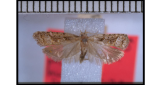 <i>Heterocrossa philpotti</i> Species of moth