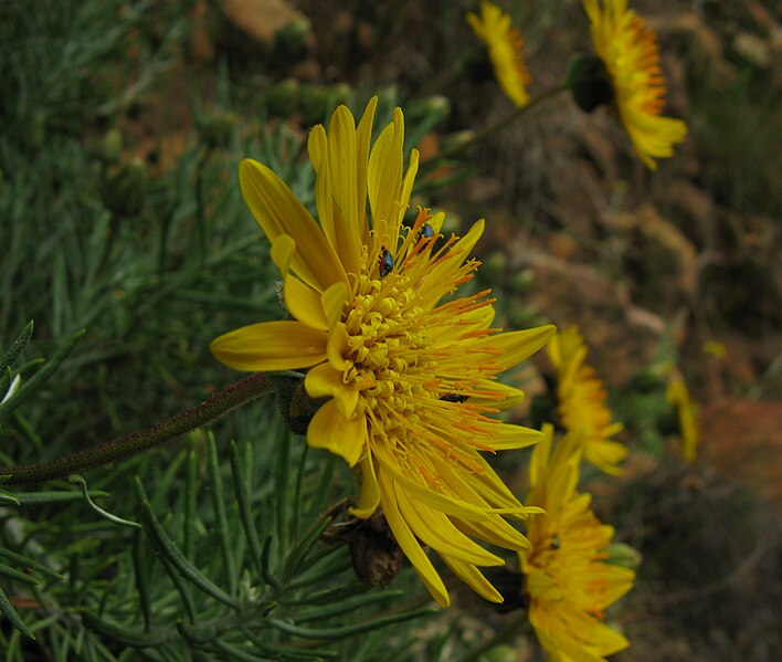 File:Heterolepis aliena Rock daisy IMG 2034s.jpg