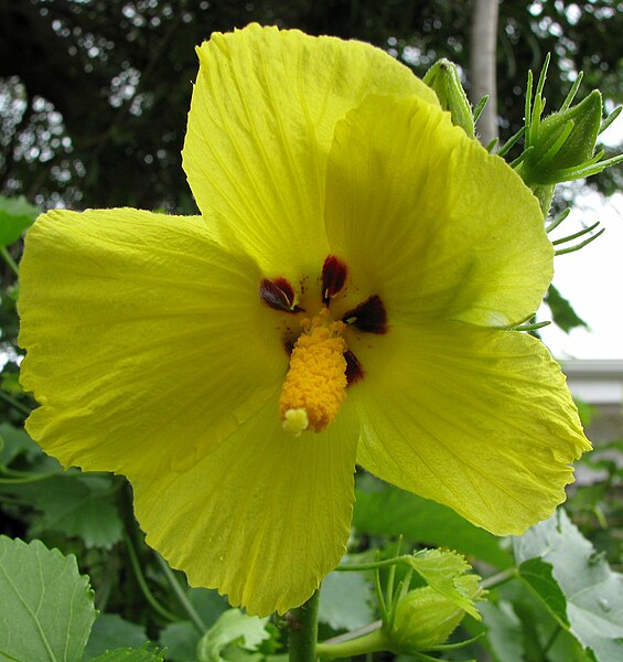 File:Hibiscus brackenridgei subsp. brackenridgei (5113326972).jpg