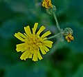 Hieracium saxatile