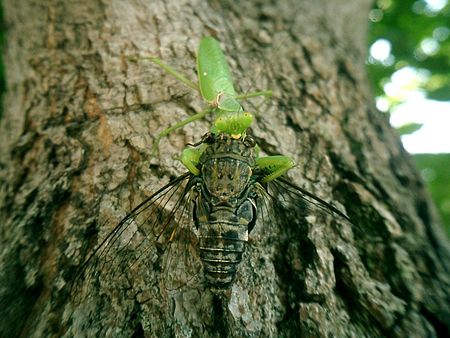 Hierodula patellifera preys on maculaticollis.JPG