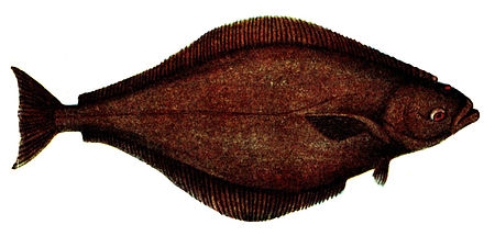 Hippoglossus hippoglossus (Pieni).jpg