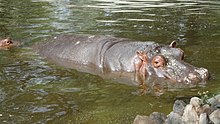 A hippopotamus surfacing to breathe Hippopotamus ( Hippopotamus amphibius).jpg
