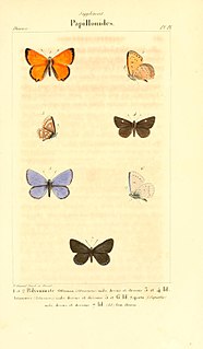 <i>Cupido decolorata</i> Species of butterfly